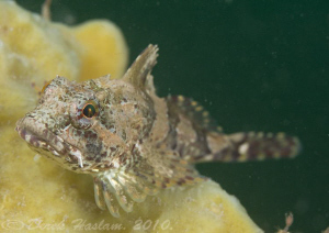 long spined scorpion fish. Menai staits. D3, 105mm. by Derek Haslam 